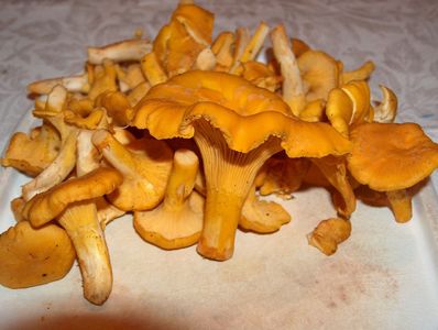 Cantharellus Cibarius